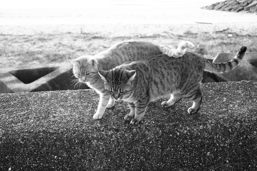 昨日のモノクロ