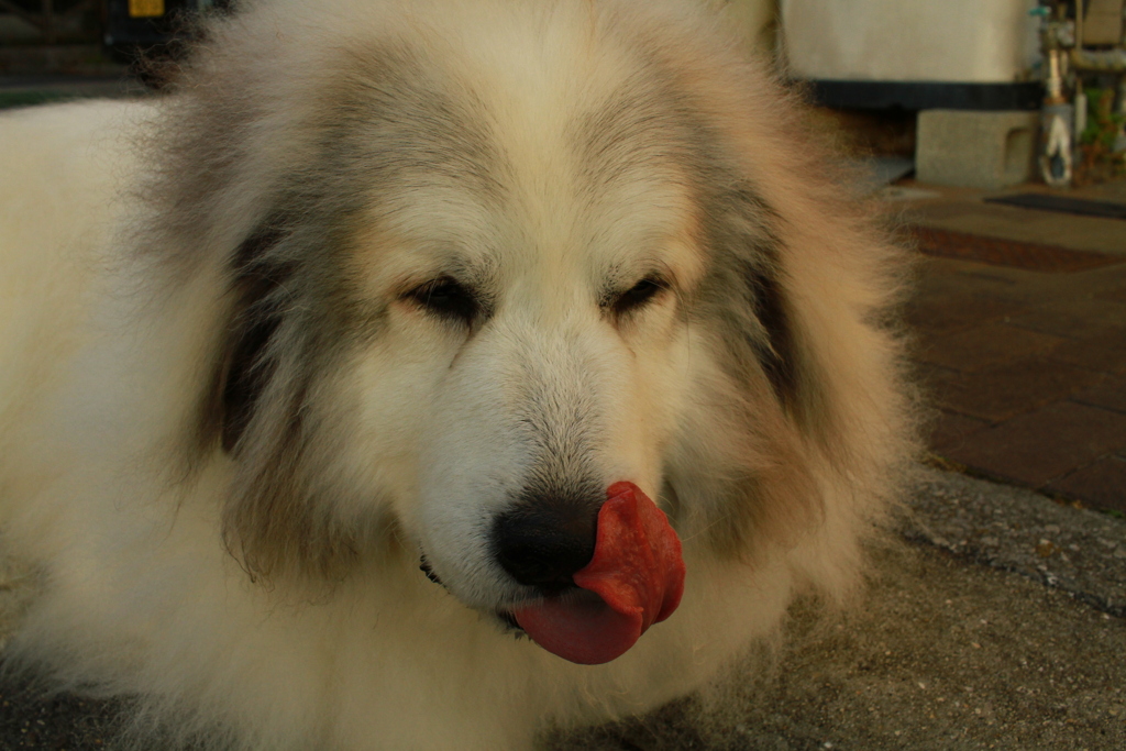 ペロンチョしてるココ様