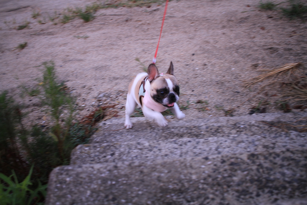 かけてくるプルちゃん