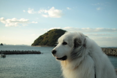 ココちゃんを散歩に連れ出す