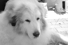 番犬してるココ様