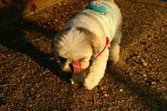 自分のうんこさん食べてご満悦な姫ちゃん