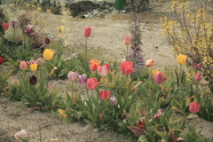 フィルムイオスキスに付属の標準ズームで写してみる