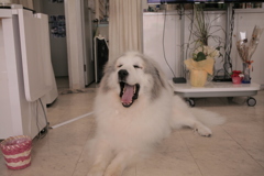 昨日シャンプーしてきて疲れてるココさん