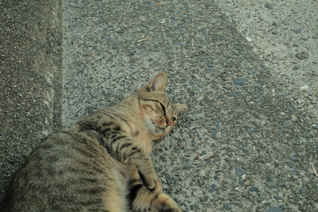 ゴロンゴロンしてるマーちゃん