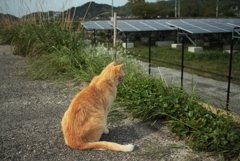 たそがれるトラヤン