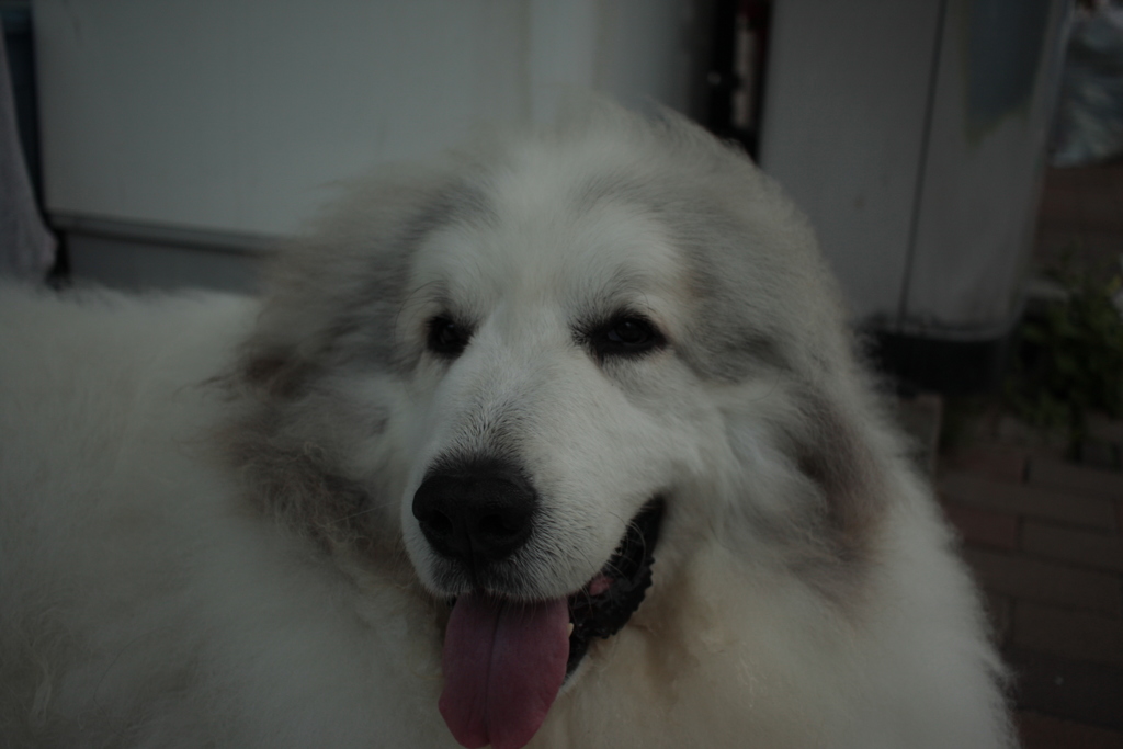 番犬してるココちゃん