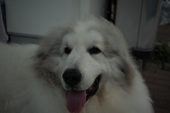 番犬してるココちゃん