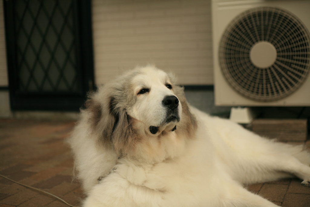 朝、番犬してるココ様