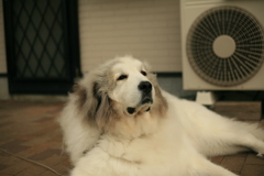 朝、番犬してるココ様