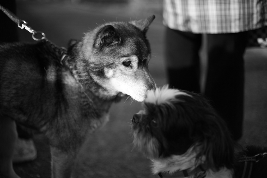 クロちゃんとマック