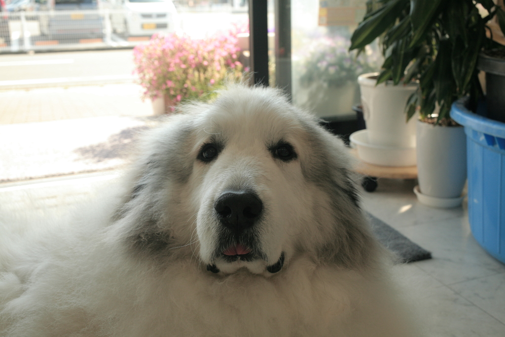 土曜、お店番してるココちゃま