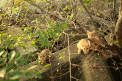 子猫三兄弟　カラー