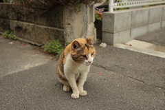 福助みたいなミケさん