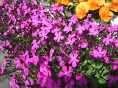 ココさん所の花