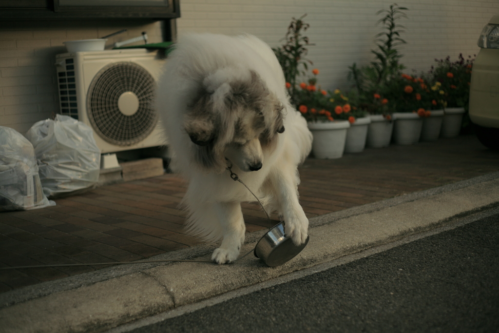 ご飯が欲しいココ様