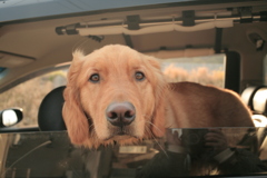 リンちゃんだったかな？　神戸から来てる