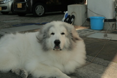 番犬してるココ様