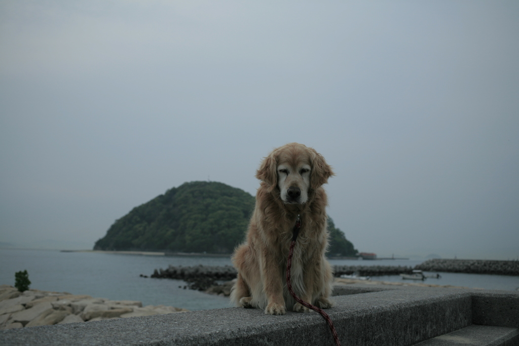 みゅうちゃんと散歩