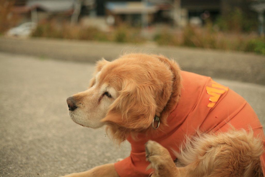 首がかゆいみゅうちゃん