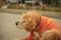 首がかゆいみゅうちゃん