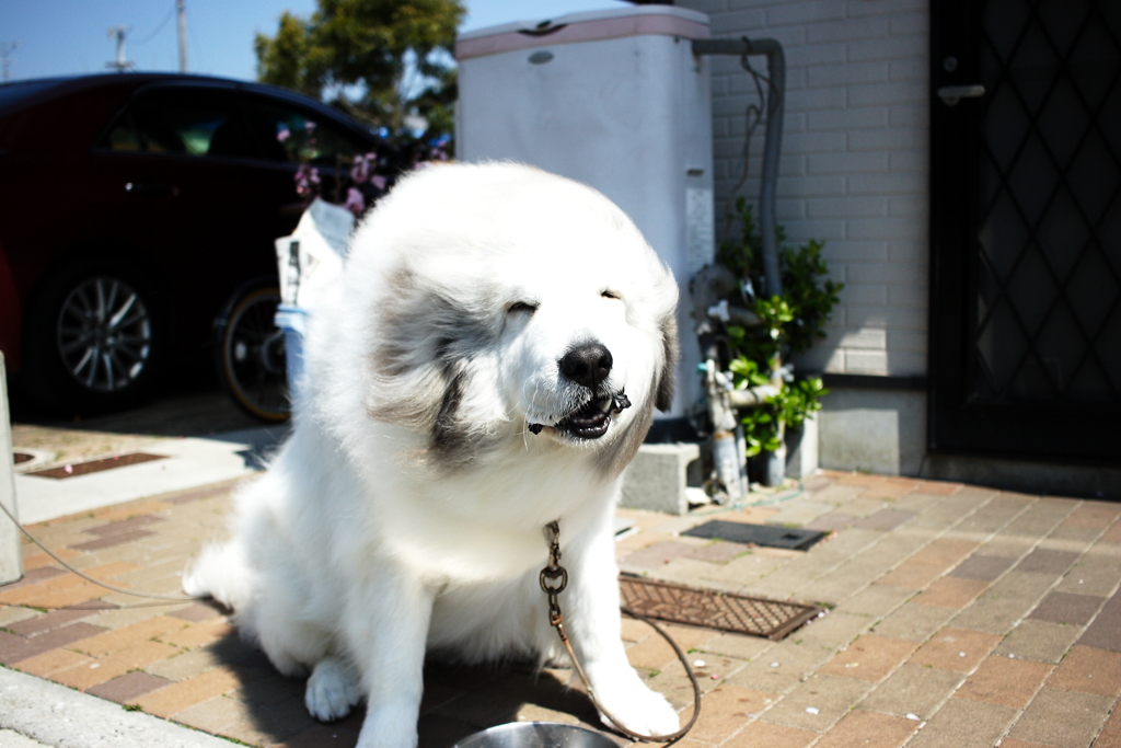 シャンプー行ってフワッフワなココちゃん
