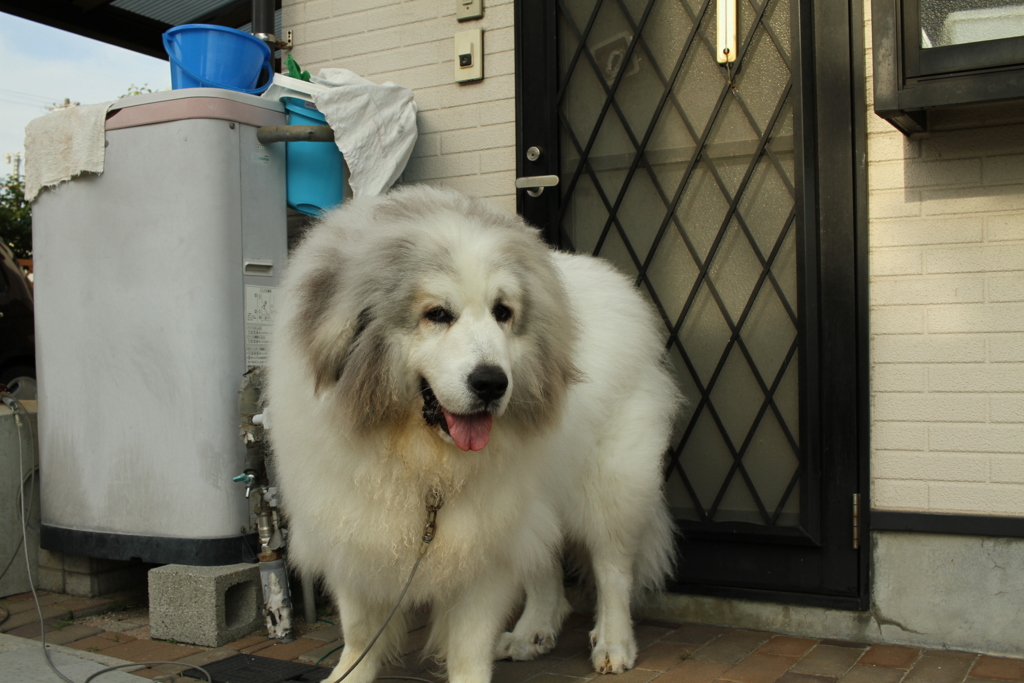 暑くてハーハー言ってるココさん