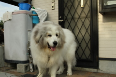 暑くてハーハー言ってるココさん