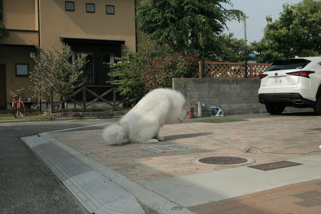 おしっこ頑張るココさん