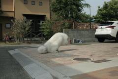 おしっこ頑張るココさん