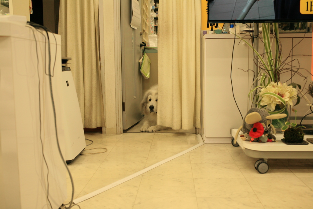 薬品庫の門番してるココ様