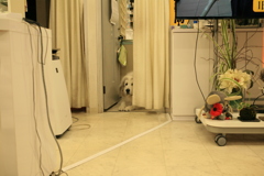 薬品庫の門番してるココ様