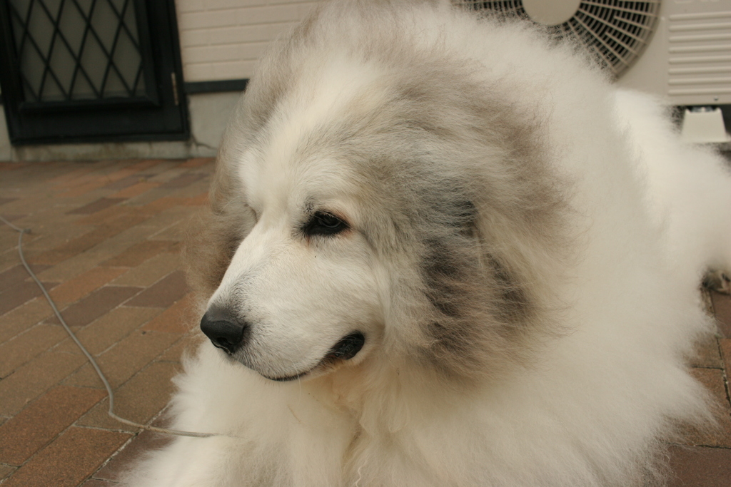 今日もかわいいココちゃま