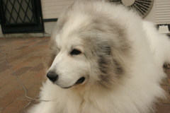 今日もかわいいココちゃま