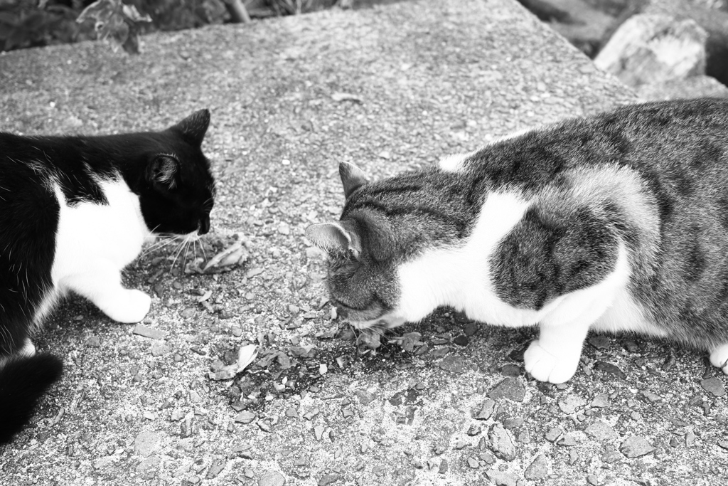 二匹で3缶全部食べた　!(^^)!