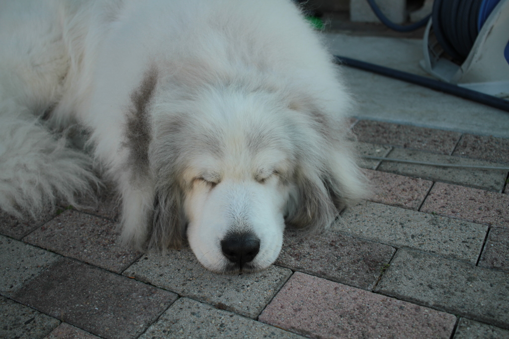 昼＠2017-11-11　土曜