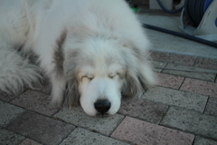 昼＠2017-11-11　土曜