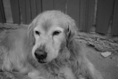 お宿番してるみゅうちゃん