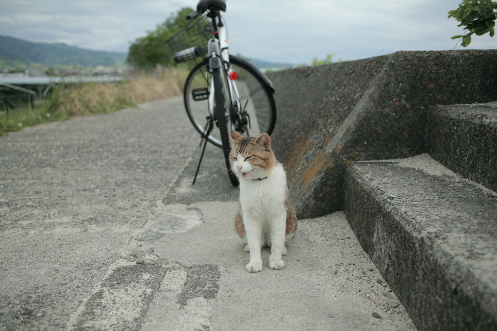 トム君はモンモン背負ったヤクザみたいでかっこかわいいな