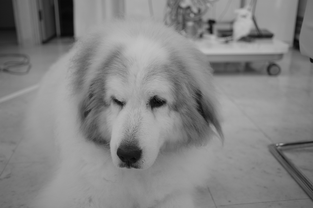 今日も元気なココ様