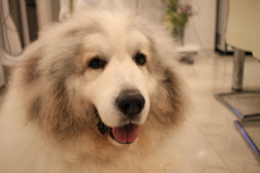 お店番してるココさん