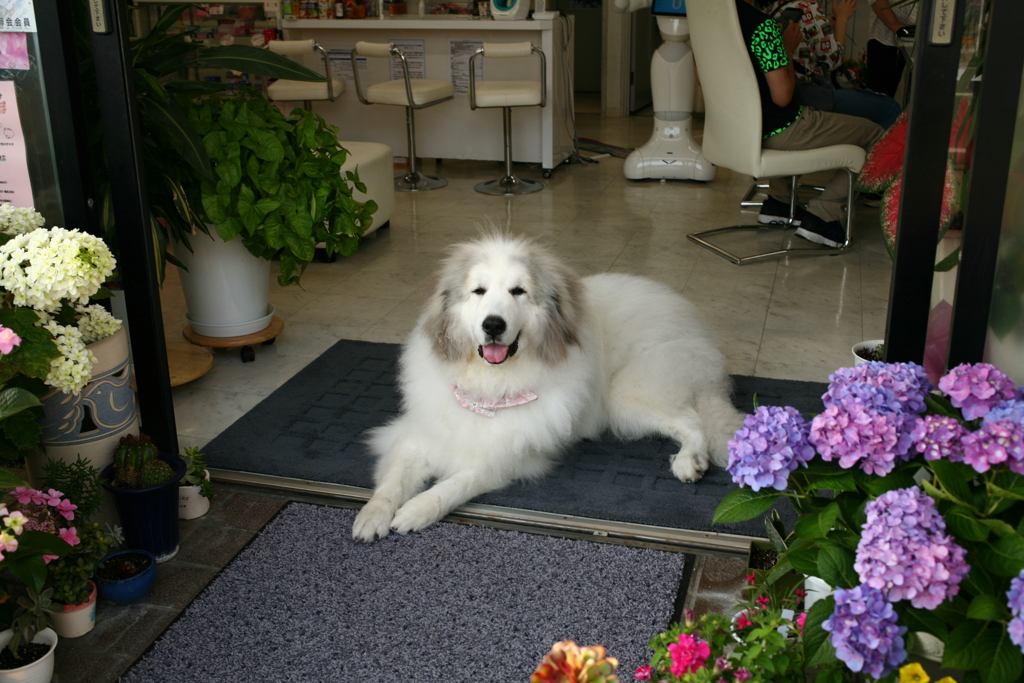 お店番してるココさん