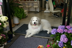 お店番してるココさん