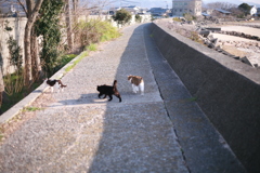 ギラギラギラッチ