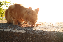 いっぱい食べるマルちゃん