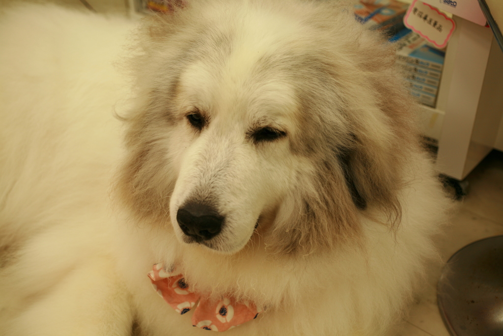 お店番してるココさん