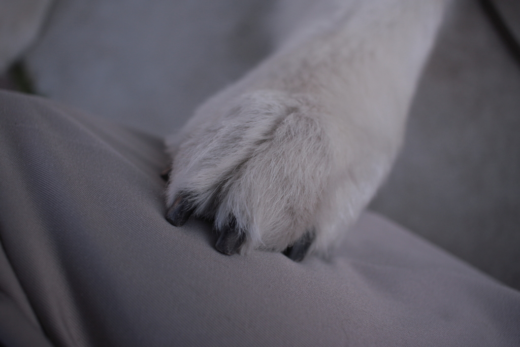 なでなでを要求するココちゃん