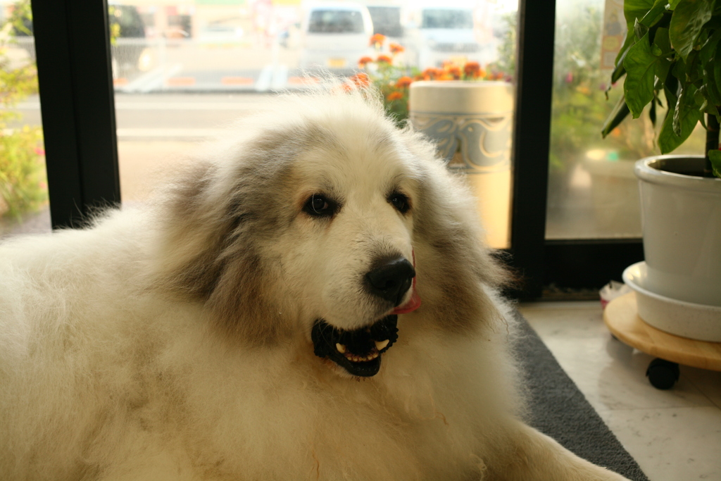 お店番してるココさん