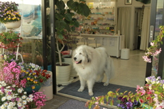 お店番してるココさん