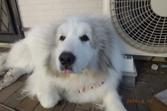 超久しぶりにネオ一眼持ちだしてみた